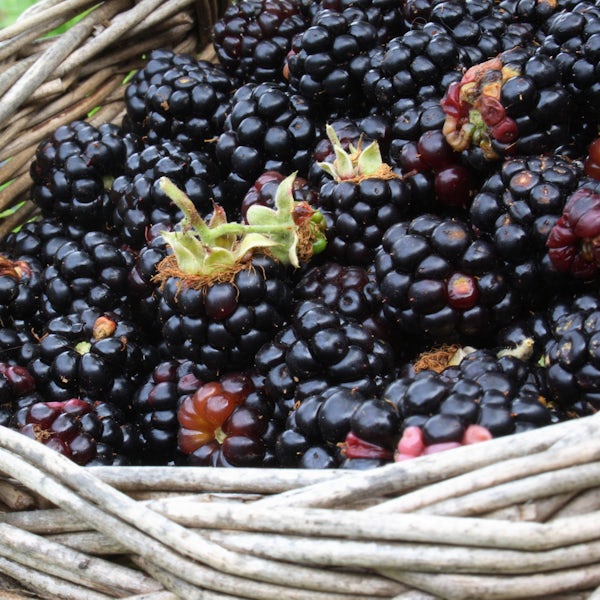 Picture 2 - Blackberries