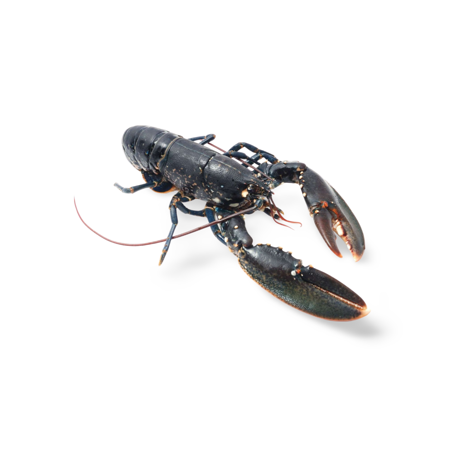 European Blue Lobster