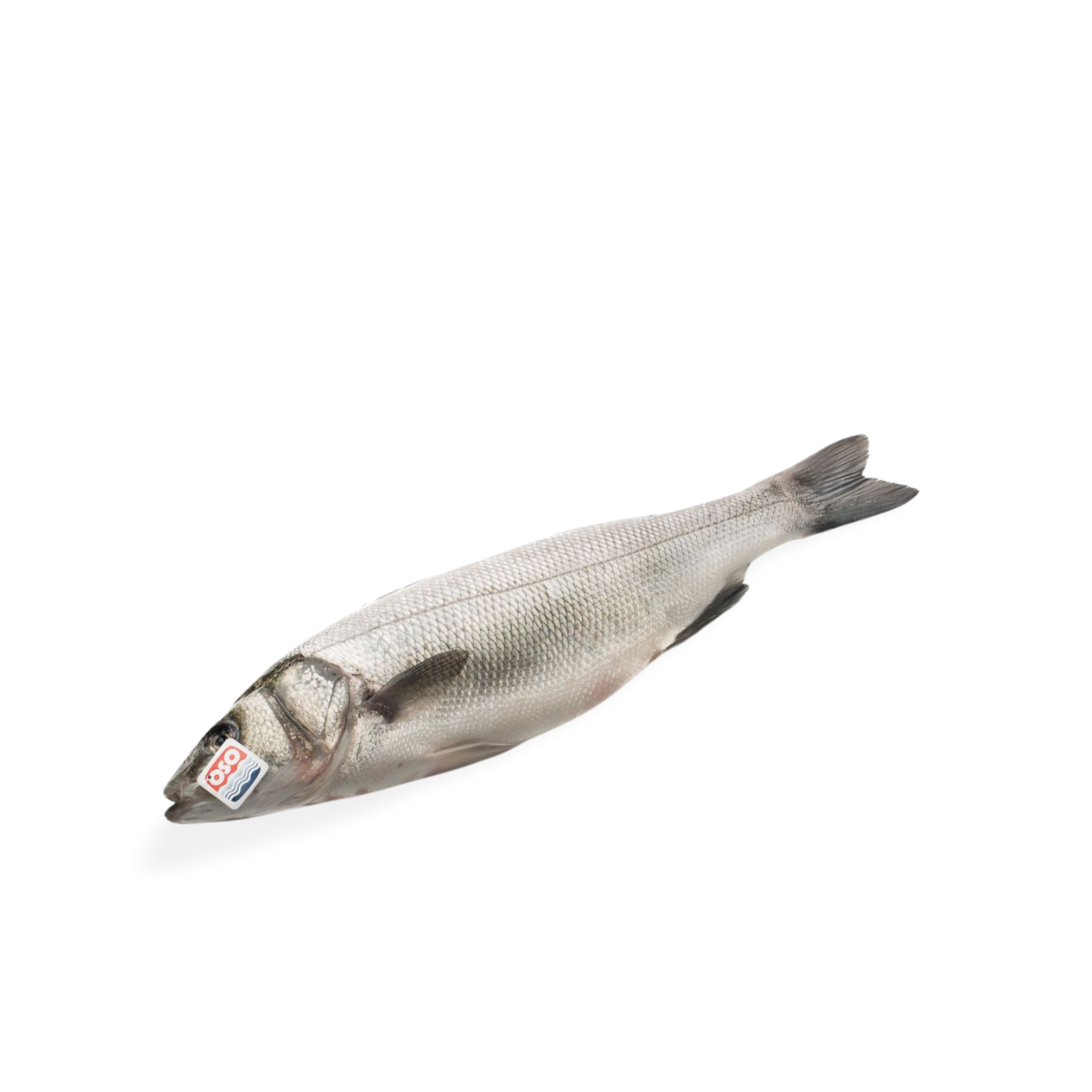 Organic Fresh Seabass from Corinthian Gulf