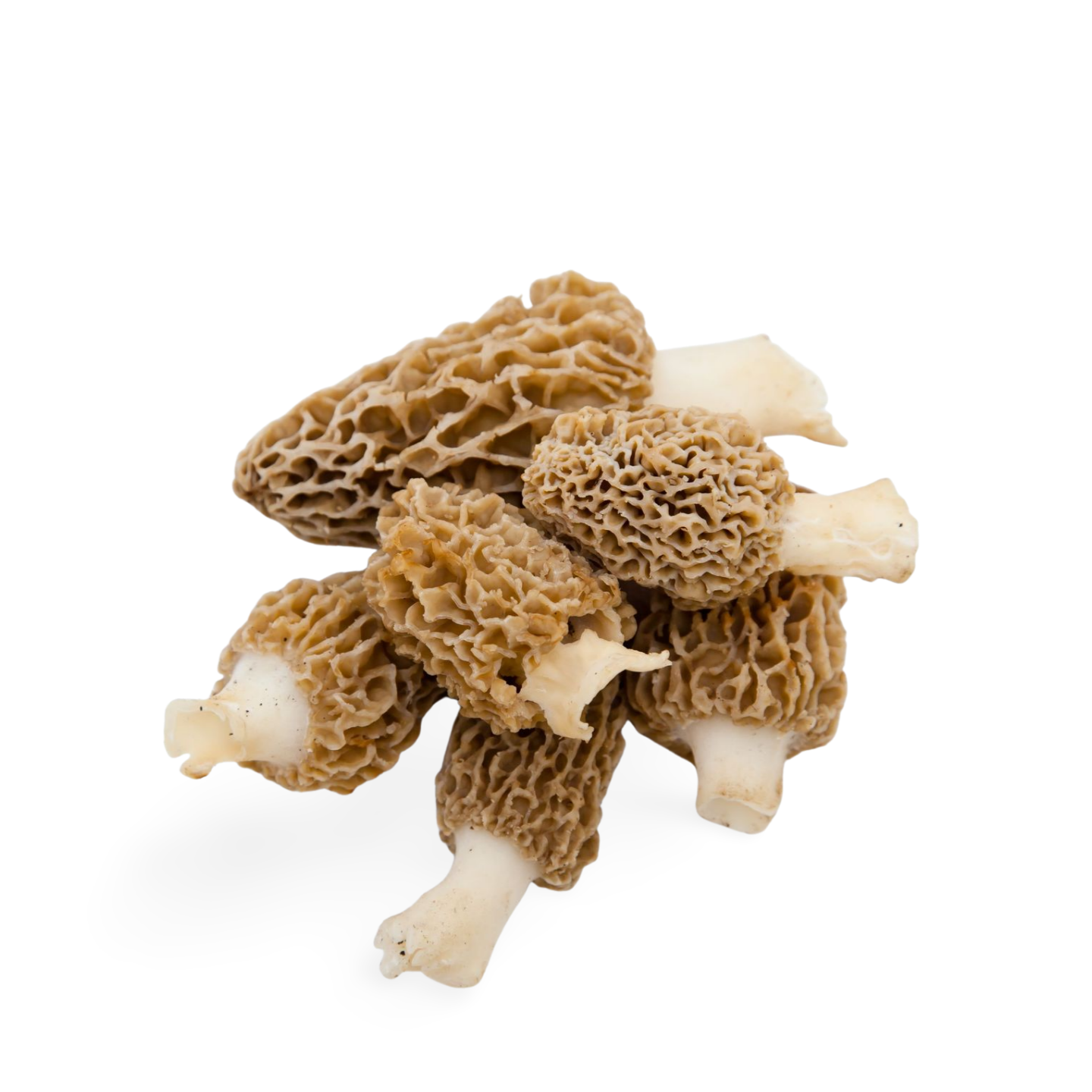 Fresh Morels (Morilles - Morchella)
