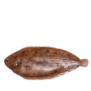 Fresh Dover Sole From France