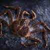 Thumbnail 4 - Alaskan King Crab