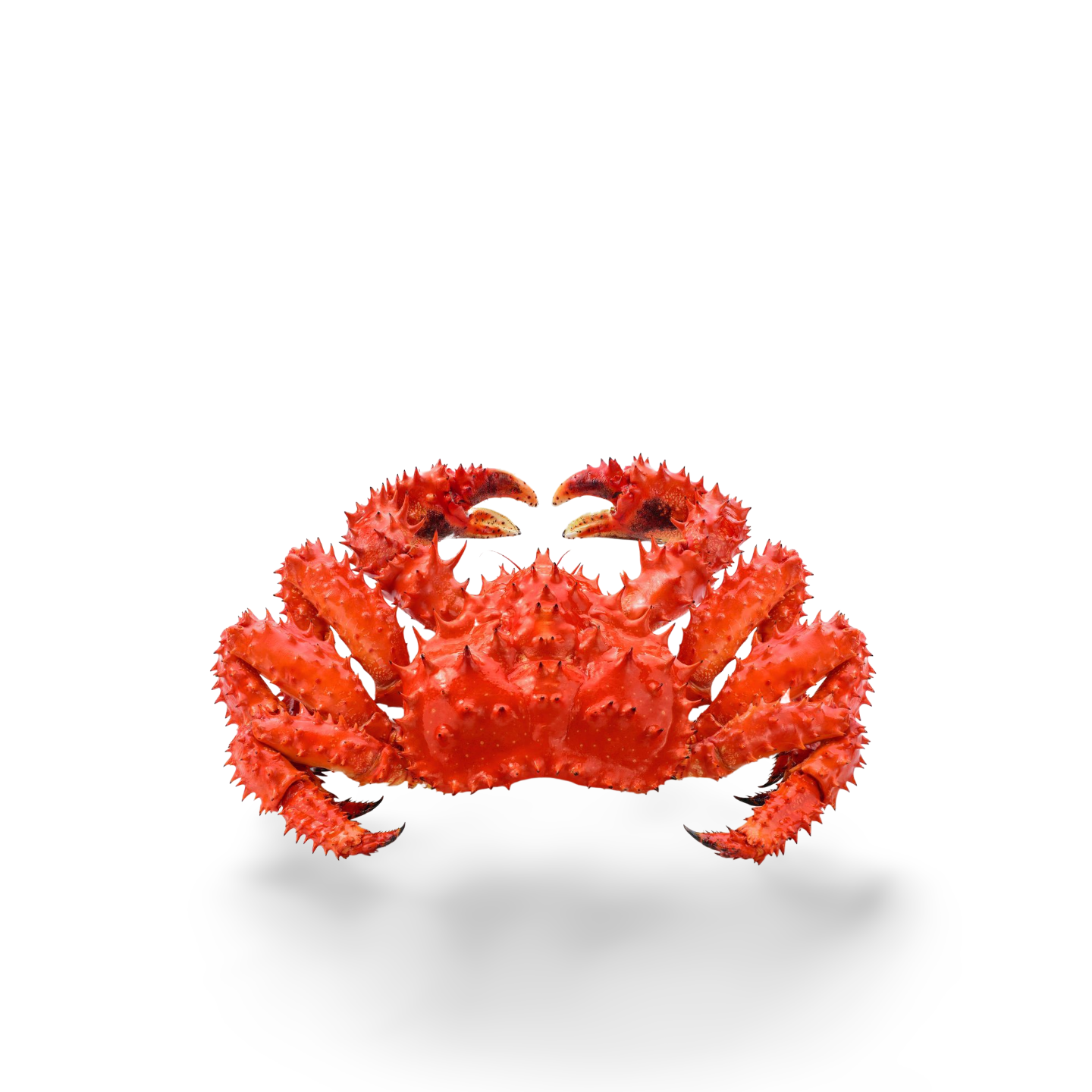 Alaskan King Crab