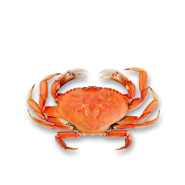 Live Dungeness Crab