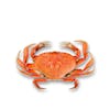 Thumbnail 1 - Live Dungeness Crab