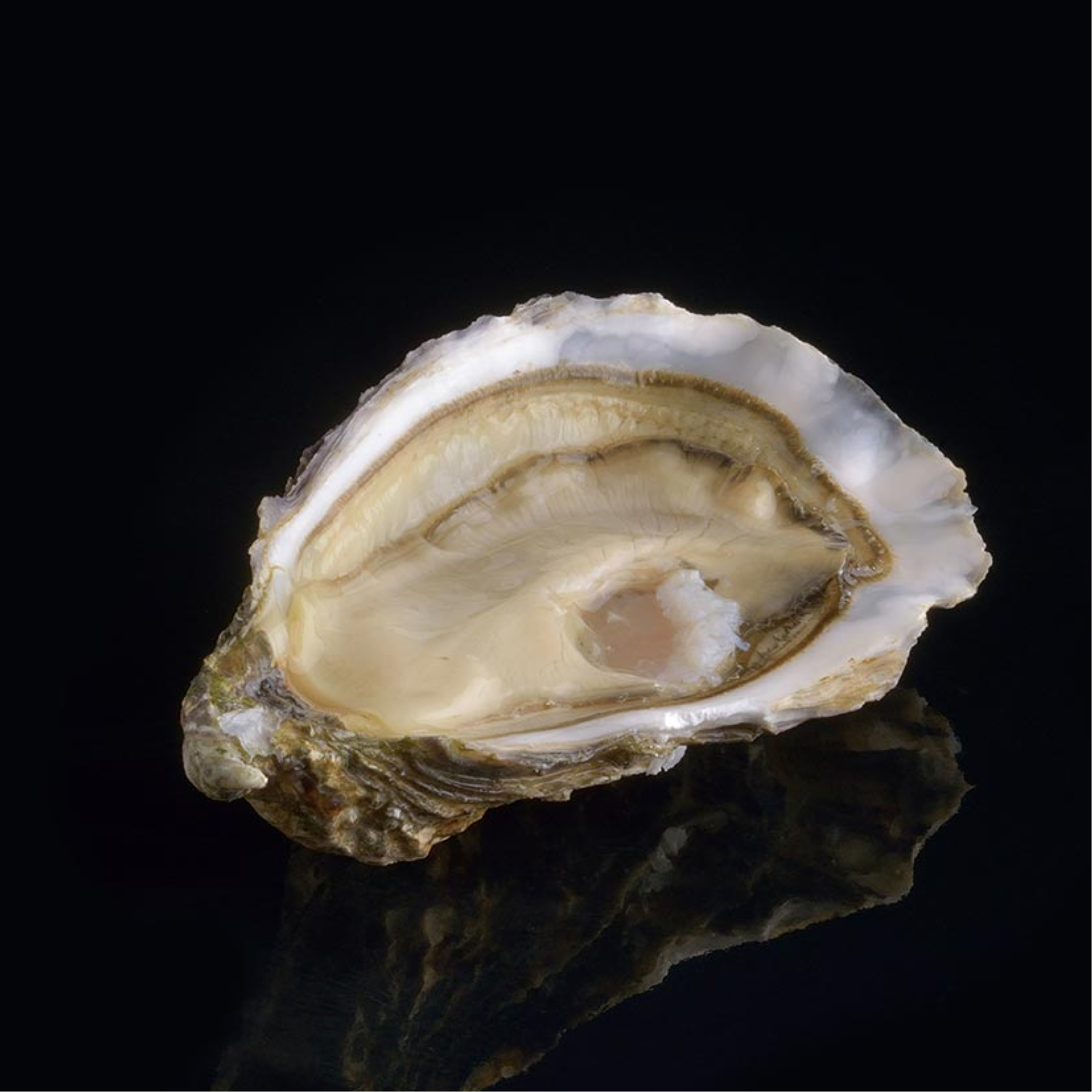 Thumbnail 2 - Air-flown Live Fine De Ronce Oysters by David Hervé