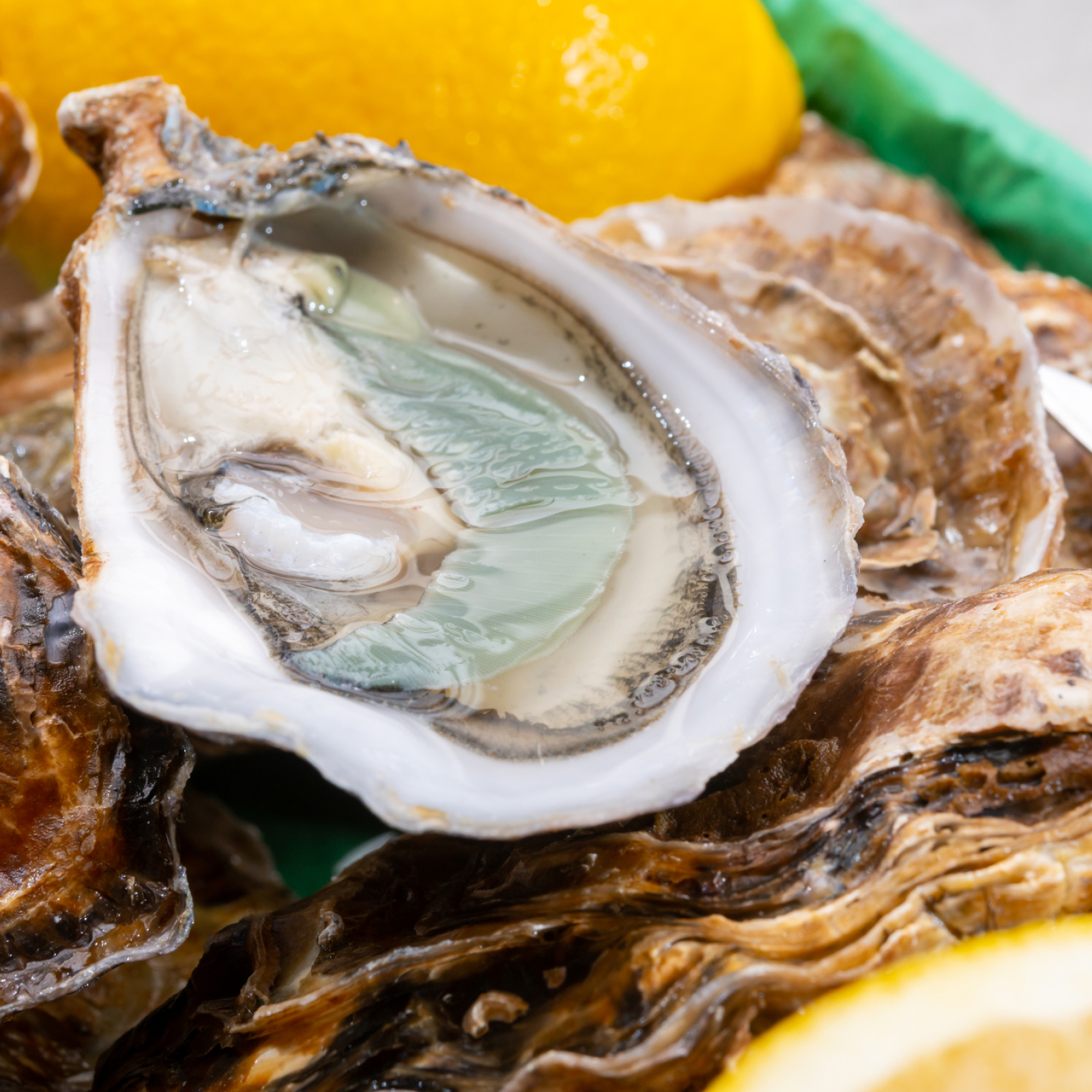 Thumbnail 2 - Air-Flown Live French Alienor Fine de Claire Oysters