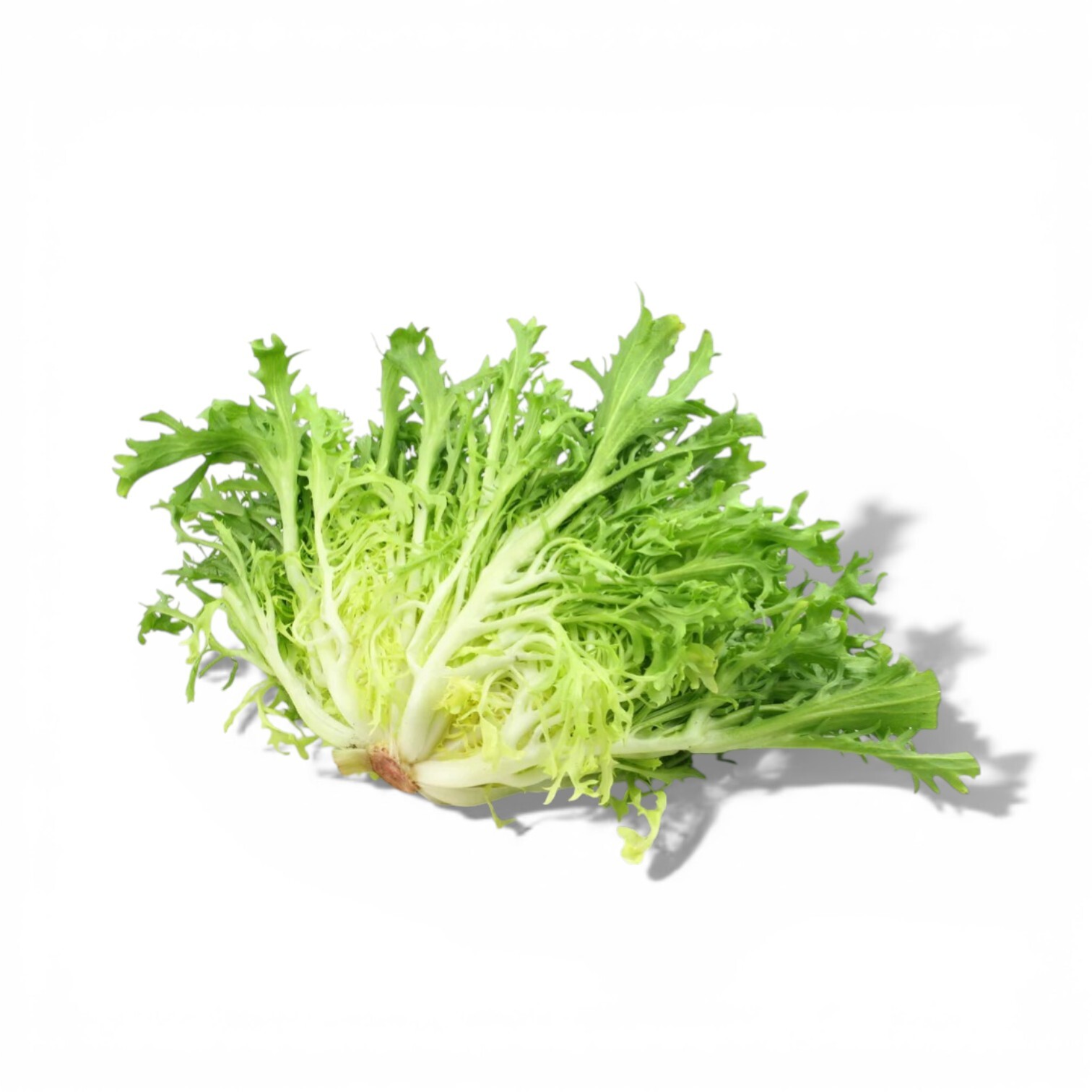 French Frisee Lettuce