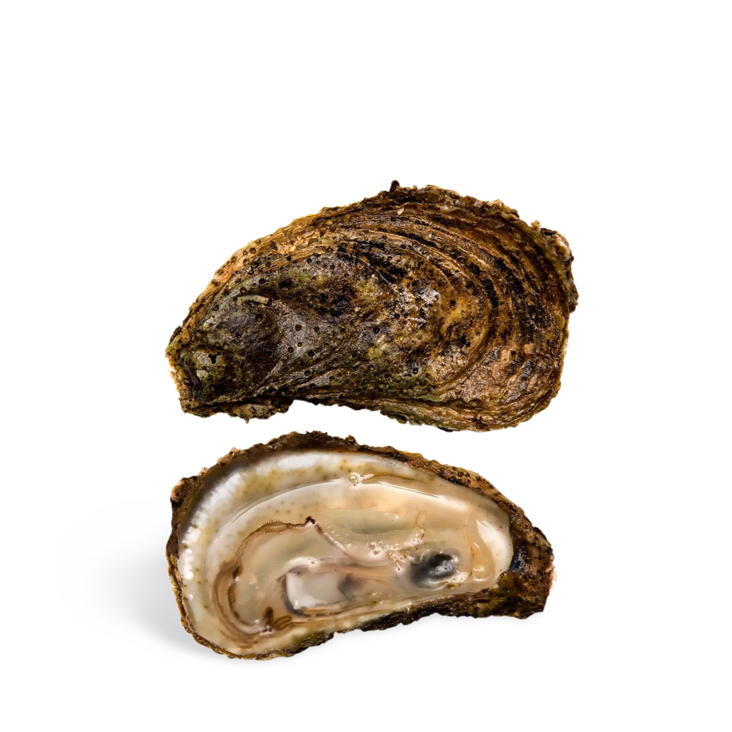 Gulf Oysters (Eastern Oysters) 🦆The Bow Tie Duck Manila