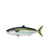 Thumbnail 1 - Hiramasa Yellowtail Kingfish (Frozen)