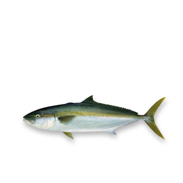 Picture 1 - Hiramasa Yellowtail Kingfish (Frozen)