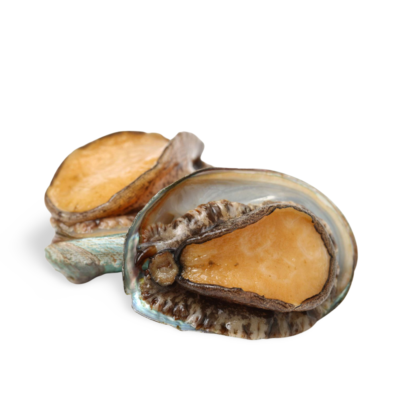 Kuro Awabi (Japanese Shelled Abalone Sashimi Grade) from Tokushima