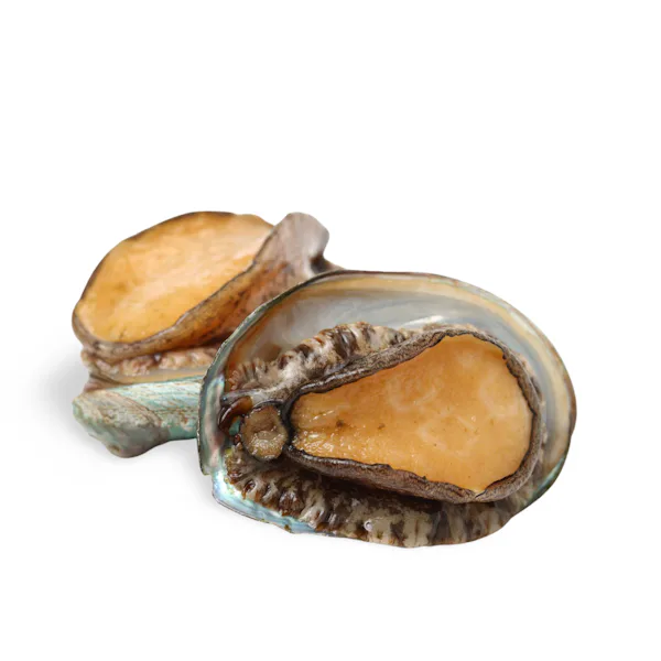 Kuro Awabi Japanese Shelled Abalone Sashimi Grade From Tokushima kuro-awabi-japanese-shelled-abalone-sashimi-grade-from-tokushima