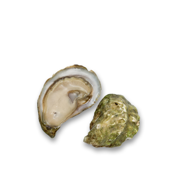 Live Kumamoto Oysters