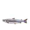 Thumbnail 1 - Fresh Scottish Salmon PGI (Label Rouge)