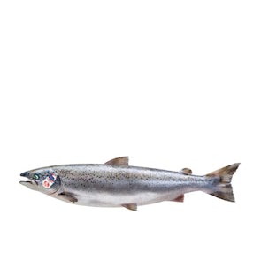 Fresh Scottish Salmon PGI (Label Rouge)