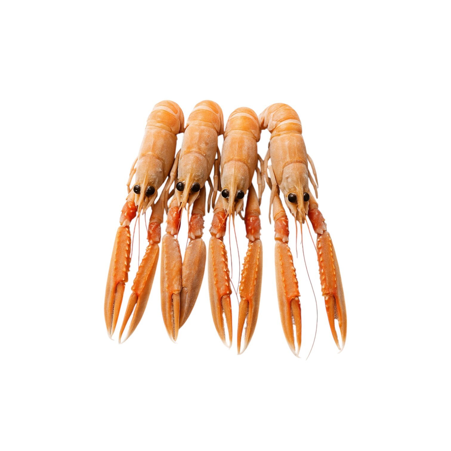 Frozen Big Scampi (Langoustines)