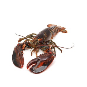 Live Maine Lobsters