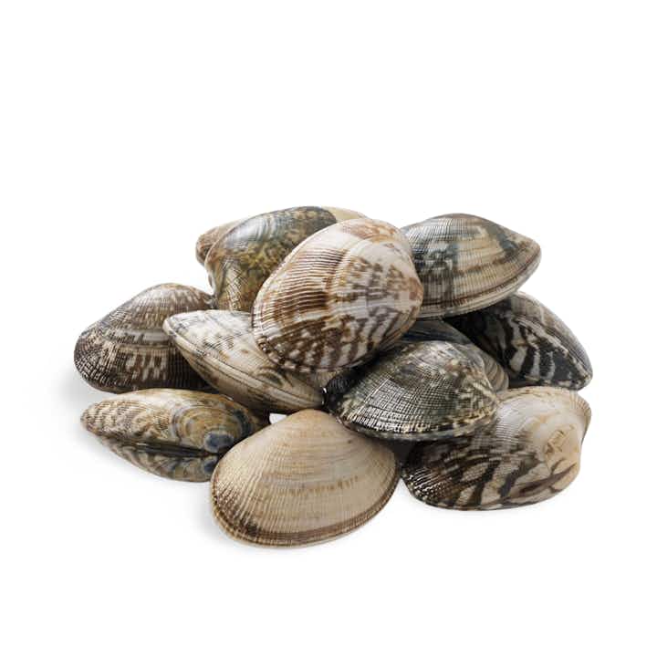 Philippine clams outlet
