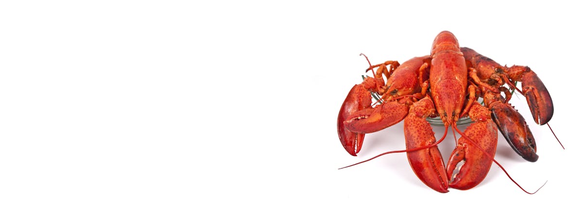 New Live Maine Lobsters Hero 1