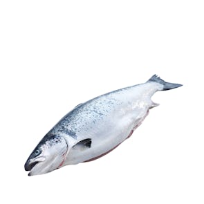 Norwegian Salmon (Frozen)