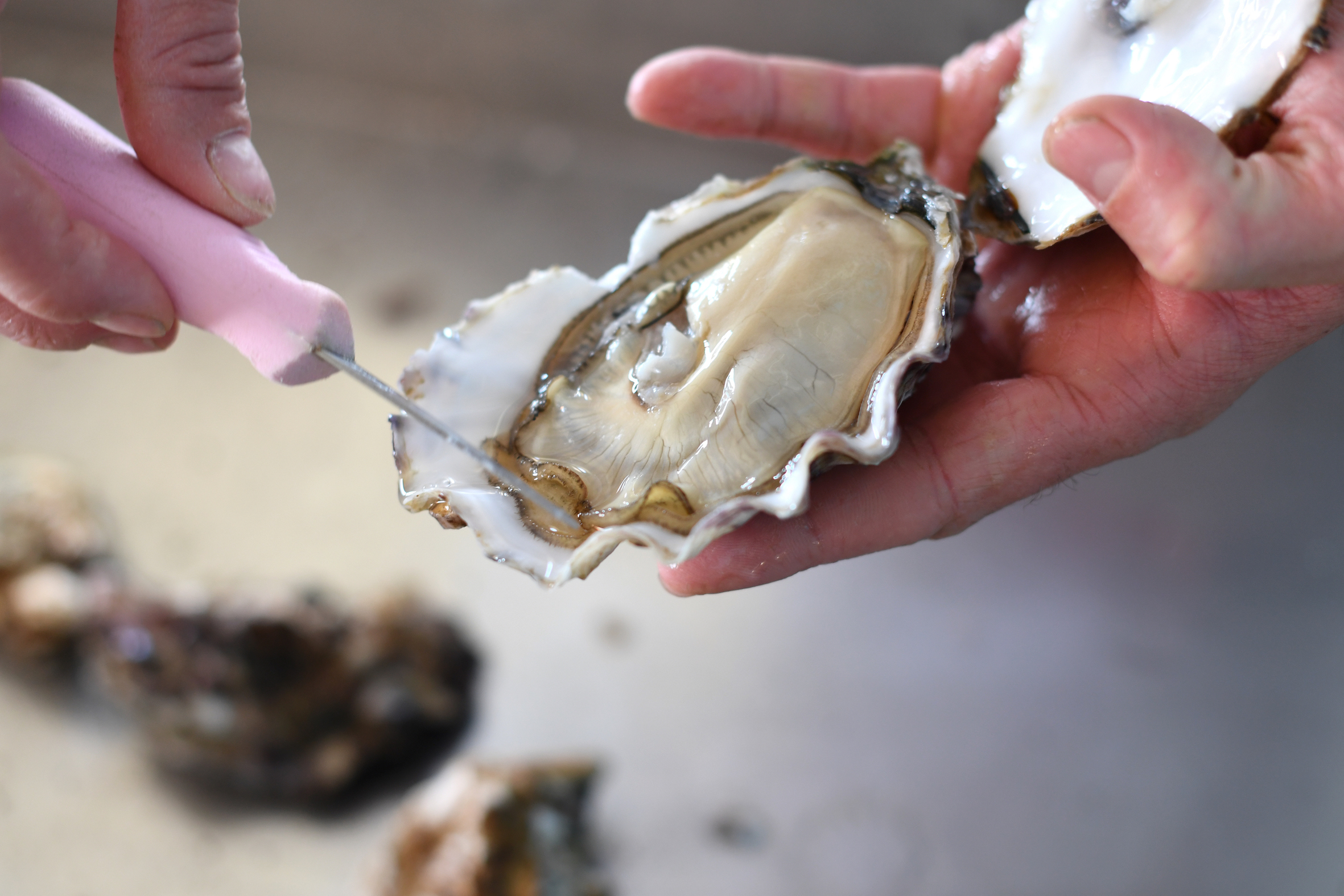 Thumbnail 4 - Air-flown Live Tarbouriech Pink Oysters Speciale