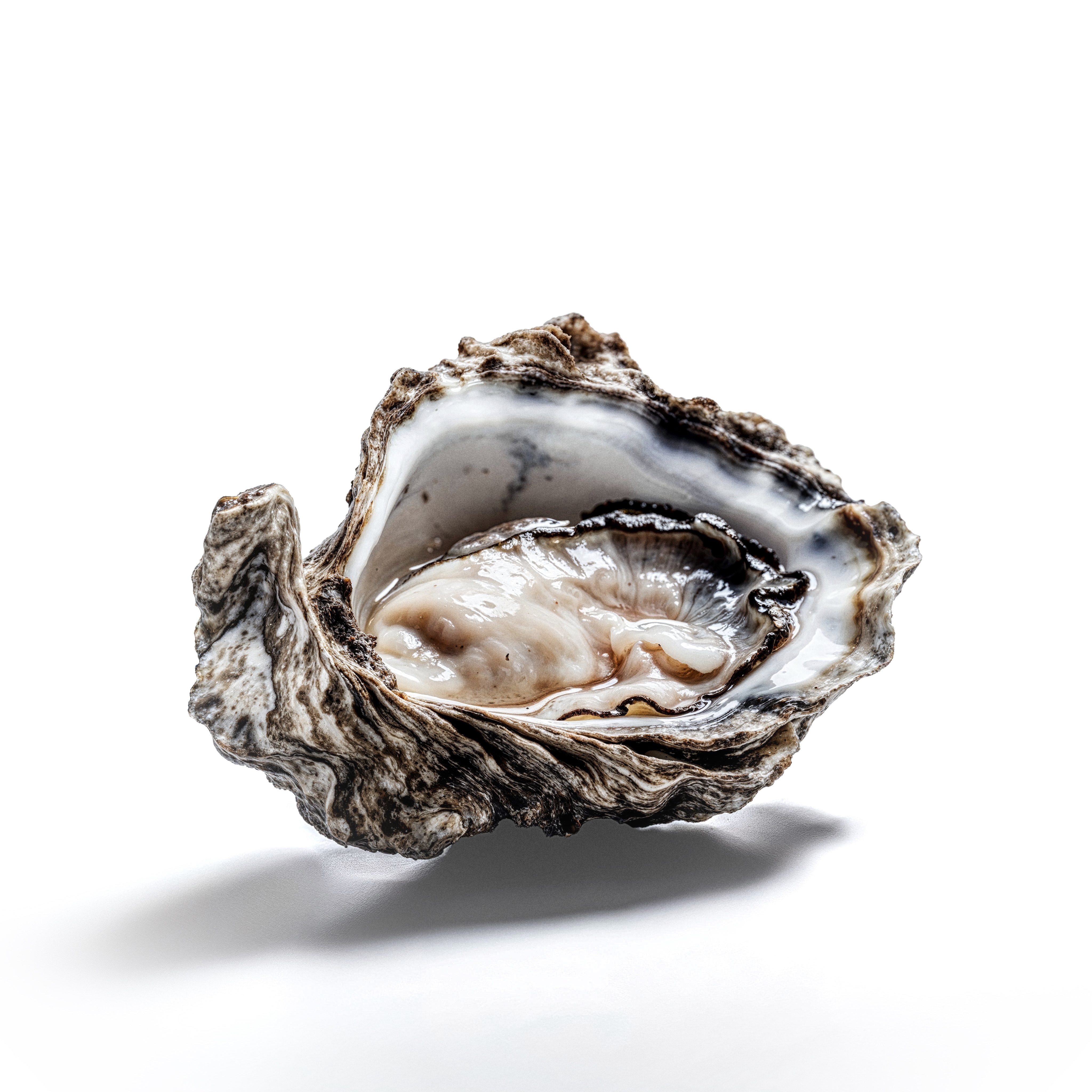 The Gigantic 1.2kg French Oyster