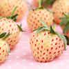 Thumbnail 2 - Beekers Berries Pineberries ( White Strawberries )