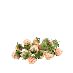 Pine Berries ( White Strawberries )
