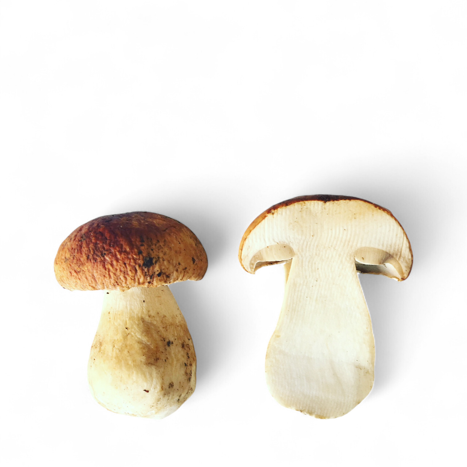 Fresh Porcini Mushroom from France