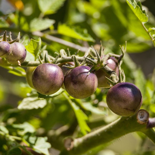 Picture 2 - Le Jardin De Rabelais Purple Tomatoes from France