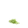 Thumbnail 1 - Future Fresh Radish Microgreen