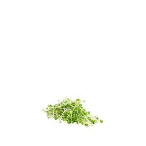 Future Fresh Radish Microgreen