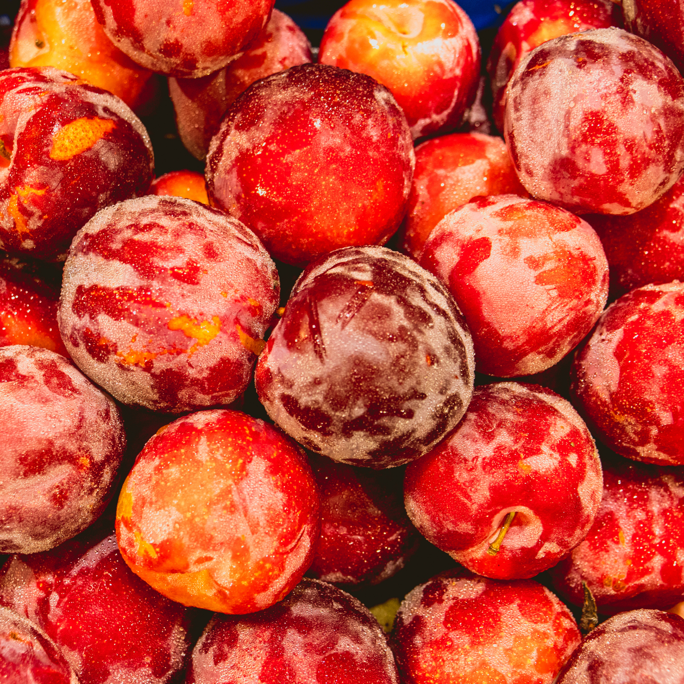 Thumbnail 4 - Fresh Yellow and Red Plums (Prunes from France)