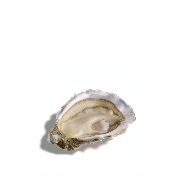 Air-flown Live Fine De Ronce Oysters by David Hervé
