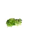 Thumbnail 1 - Future Fresh Salanova Lettuce Mix