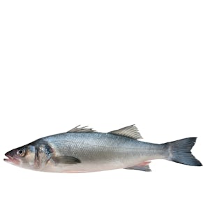Fresh Line Caught Sea Bass