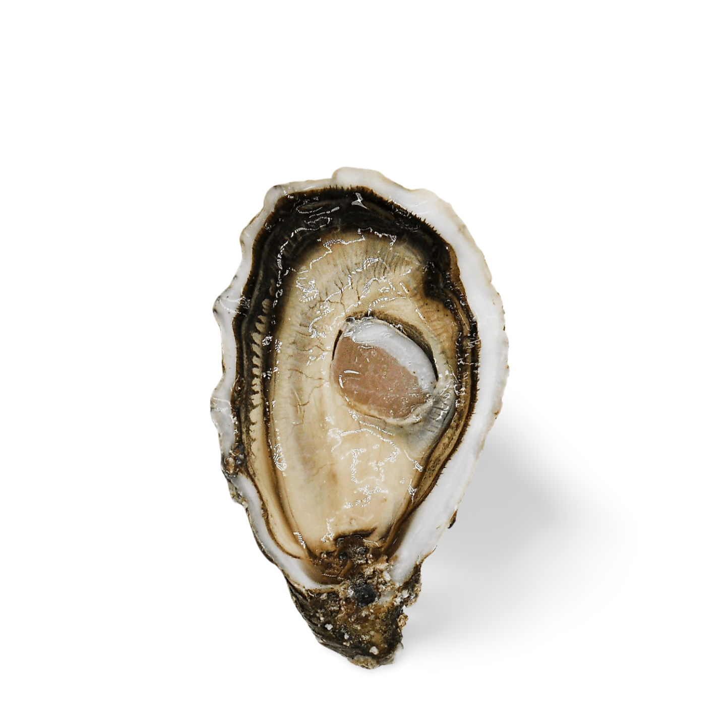 Huitres Sentinelle Oysters