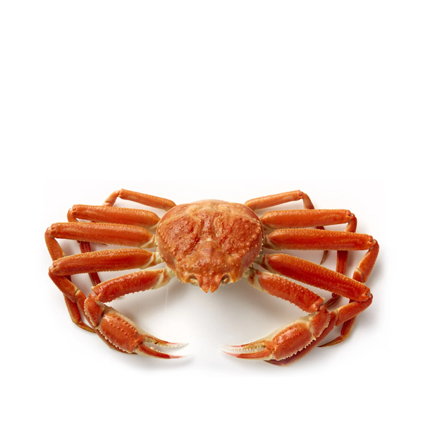 Live Snow Crab