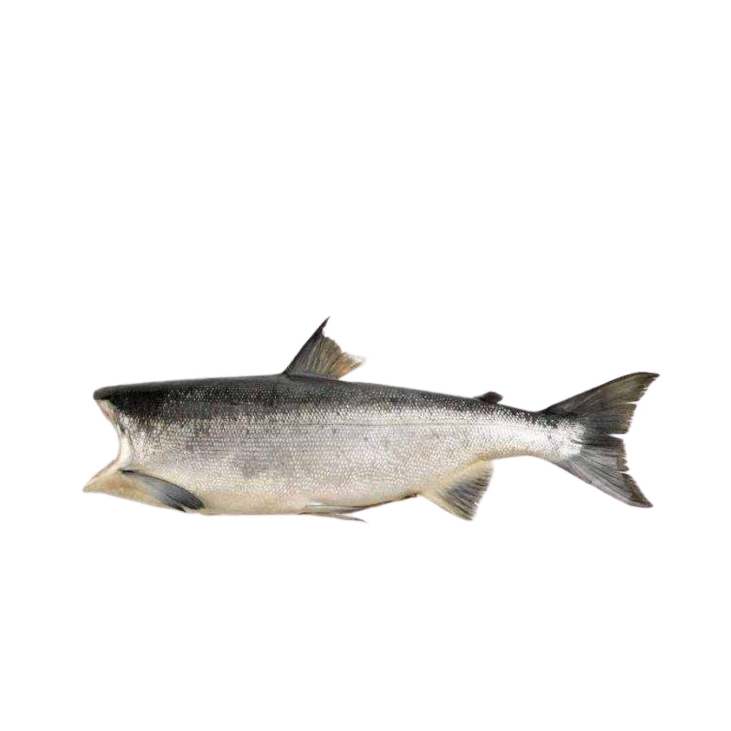 Thumbnail 2 - Wild Sockeye Salmon from Canada (Frozen)