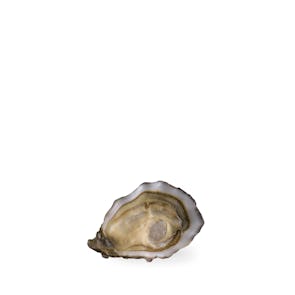 Air-flown Live French Spéciale Oysters by David Hervé