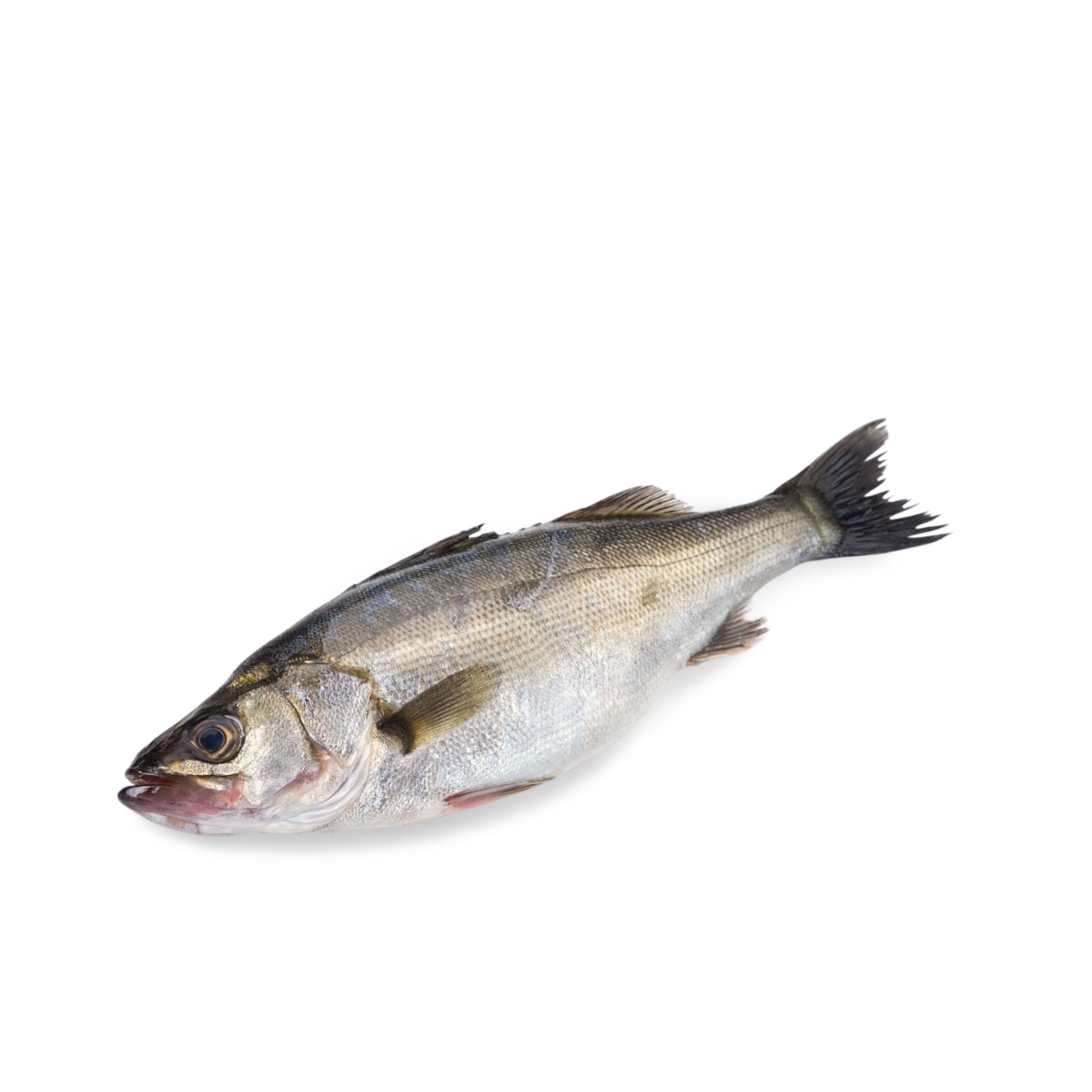 Suzuki (Japanese Seabass Sashimi Grade) from Uwajima