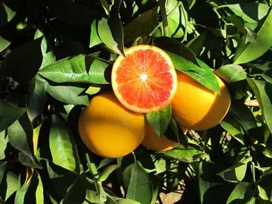 Thumbnail 2 - Fresh Tarocco Blood Oranges