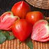 Thumbnail 1 - Fresh Tomatoes Beefsteak (Coeur de Beuf) from France